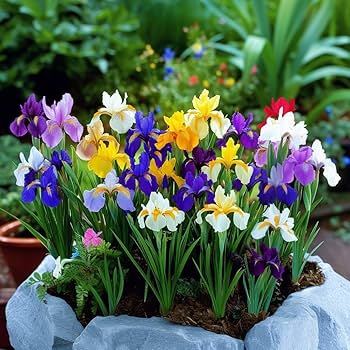 Amazon.com : Dutch Iris Bulb Collection – Premium Mixed Blooms in